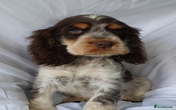 Cocker Spaniel dogs for sale: Championline Cocker Spaniel - Advert 6