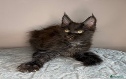 Maine Coon cats for sale: Russian Line maine coon kittens  in Market Rasen - Image 11