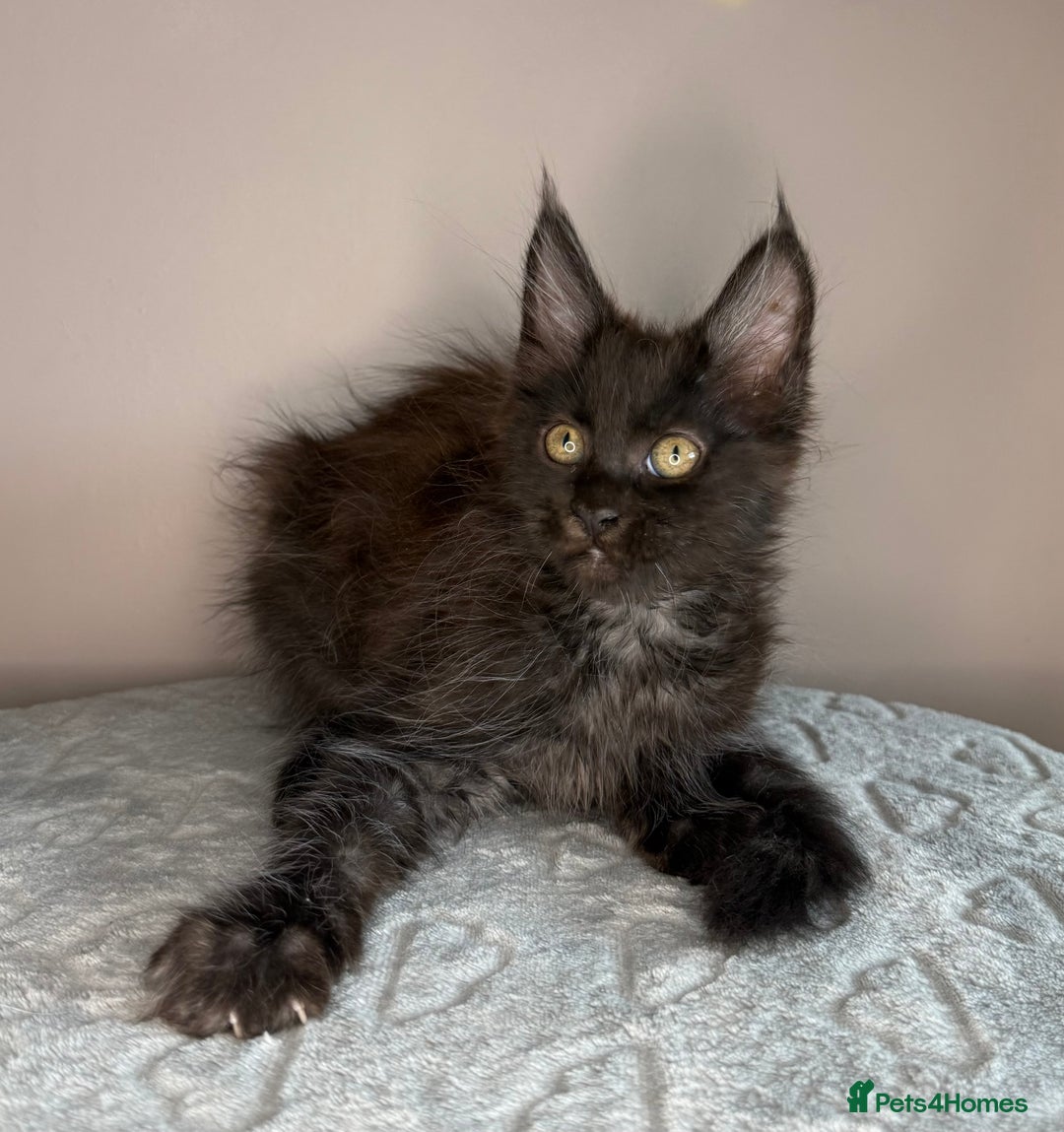 Maine Coon cats for sale: Russian Line maine coon kittens  in Market Rasen - Image 11