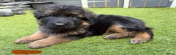 German Shepherd dogs for sale: 💥Champion🩸line KC Reg GermanShepherd puppy’s GSD - Advert 11