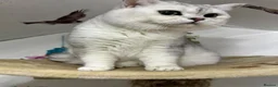 British Shorthair cats for stud: BSH stud - Advert 13