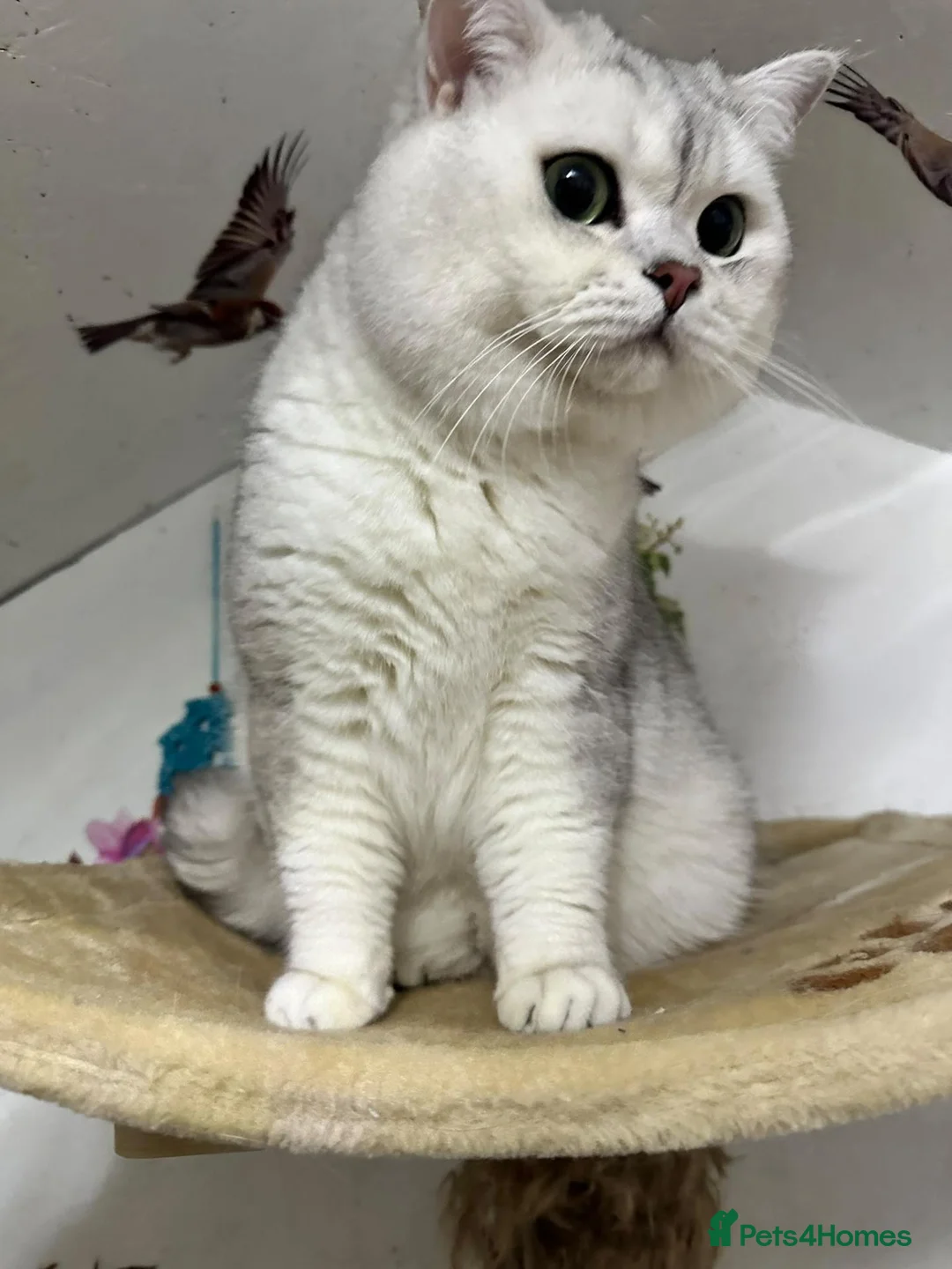 British Shorthair cats for stud: BSH stud - Advert 13