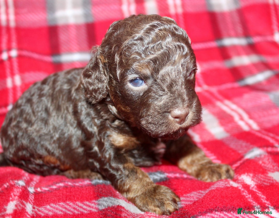 Miniature Poodle dogs for stud: Proven chocolate phantom merle mini poodle stud - Advert 16