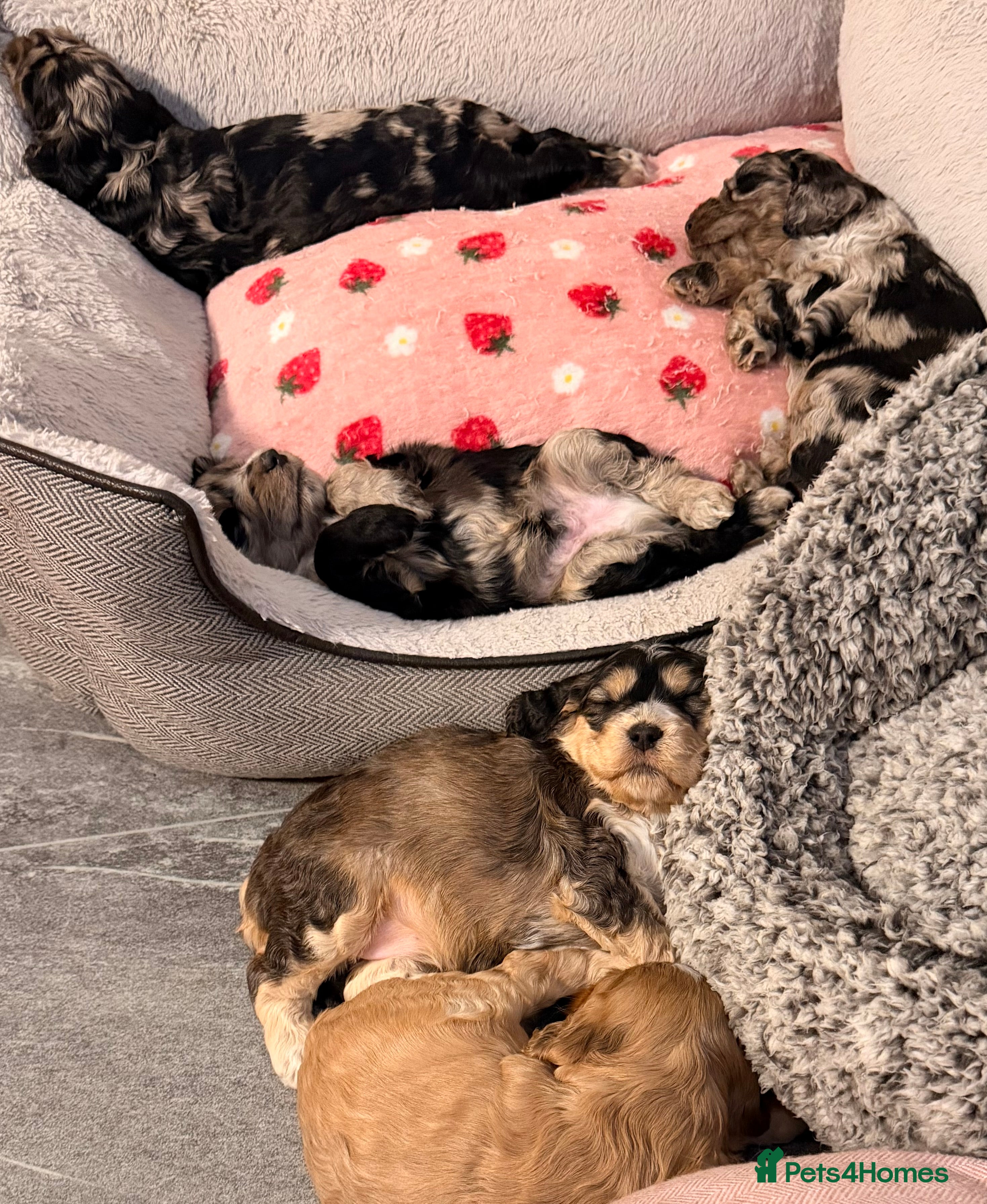 Cockapoo dogs F1 Cockapoo Puppies - Advert 2