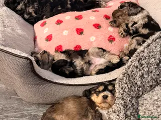 Cockapoo dogs F1 Cockapoo Puppies - Advert 2