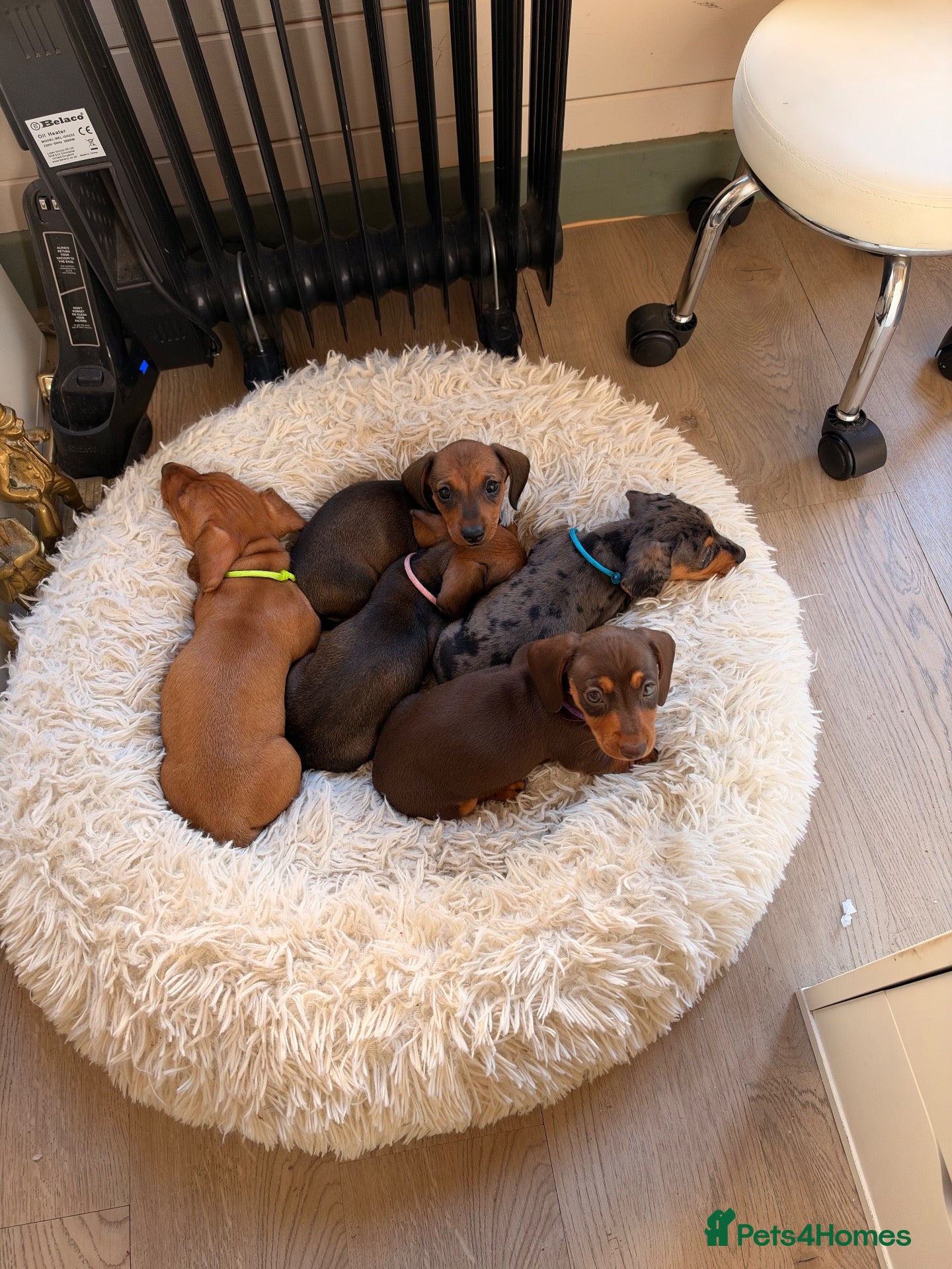 Miniature Dachshund dogs Mini dachshund puppies  - Advert 1