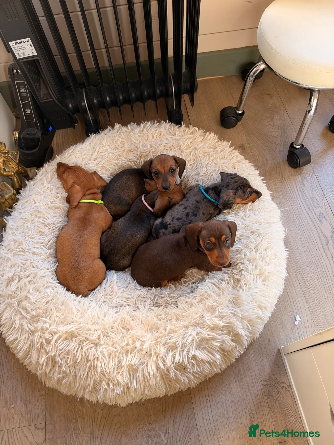Miniature Dachshund dogs for sale: Mini dachshund puppies  - Advert 1