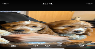 Cocker Spaniel dogs - Advert 4