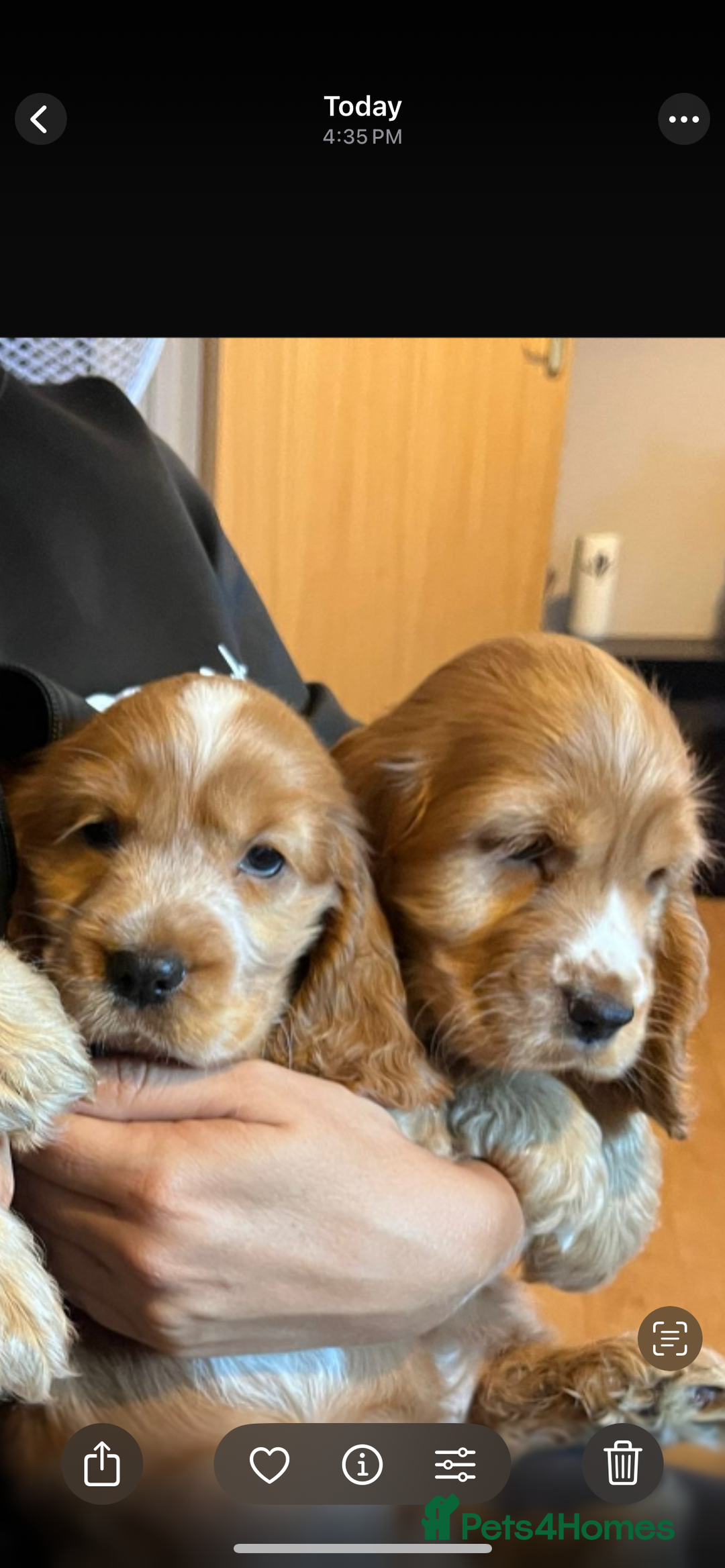 Cocker Spaniel dogs for sale: 🐶 STUNNING traditional KC show cocker spaniels*** - Image 7
