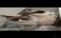Ragdoll cats for sale: Ragdoll x Mancoon kittens  - Image 2