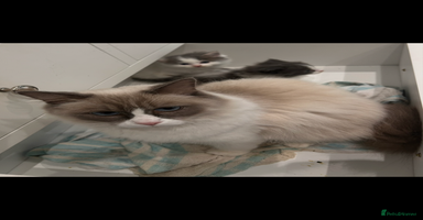 Ragdoll cats - Advert 4