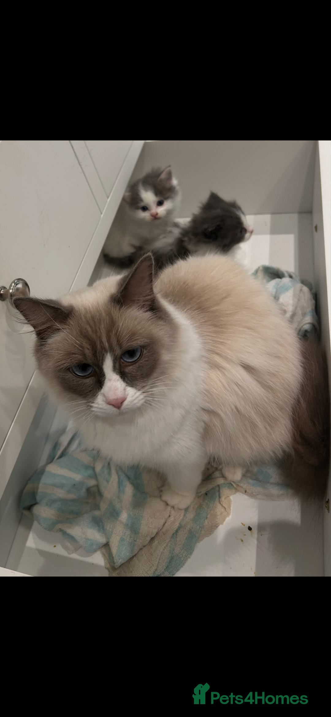 Ragdoll cats for sale: Ragdoll x Mancoon kittens  - Image 2