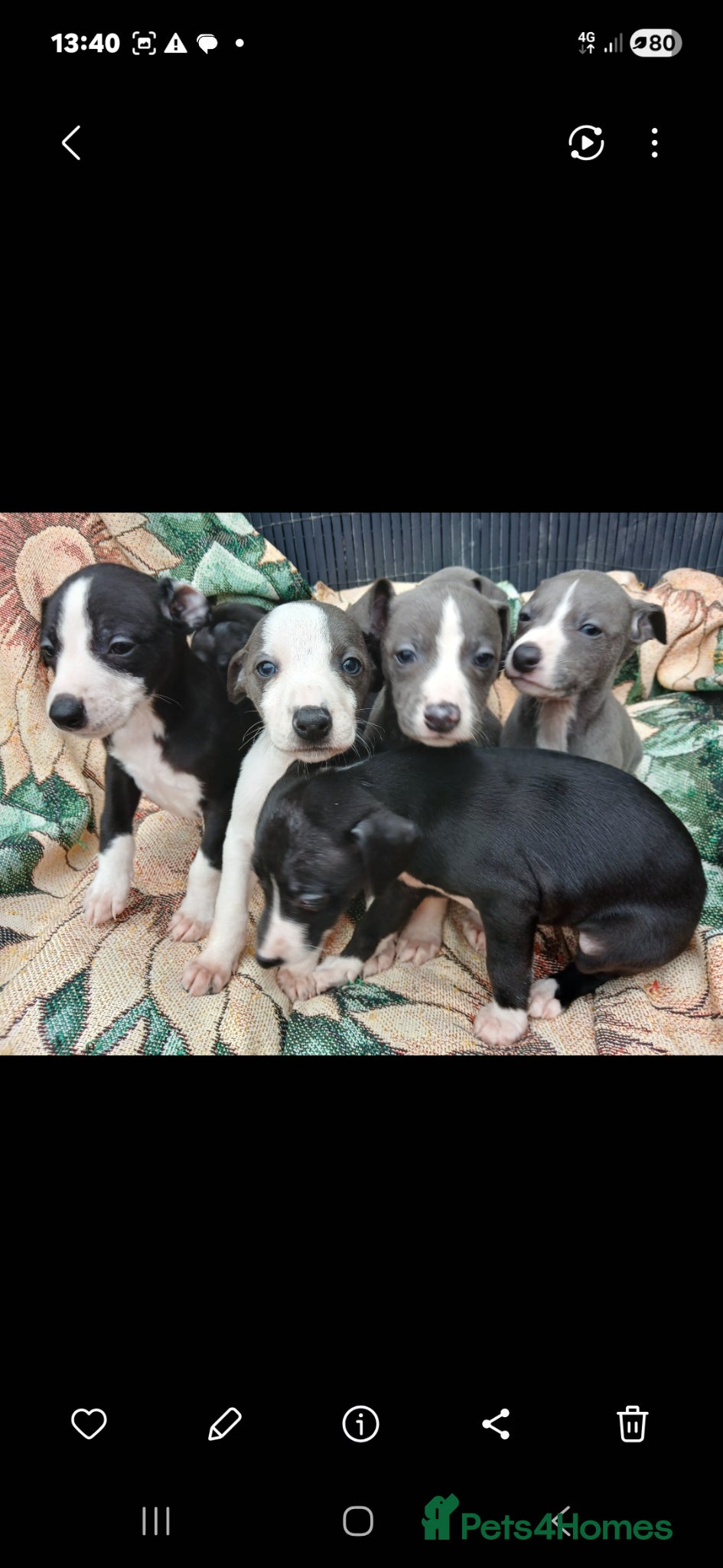 Whippet dogs Whippet pups - Advert 1