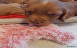 Cocker Spaniel dogs for sale: Kc reg cocker spaniels ready 17th Aug - Image 15
