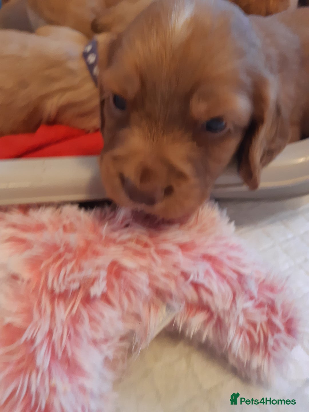 Cocker Spaniel dogs for sale: Kc reg cocker spaniels ready 17th Aug - Image 15