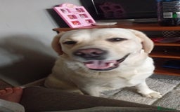 Labrador Retriever dogs for sale: Ava labrador - Image 2