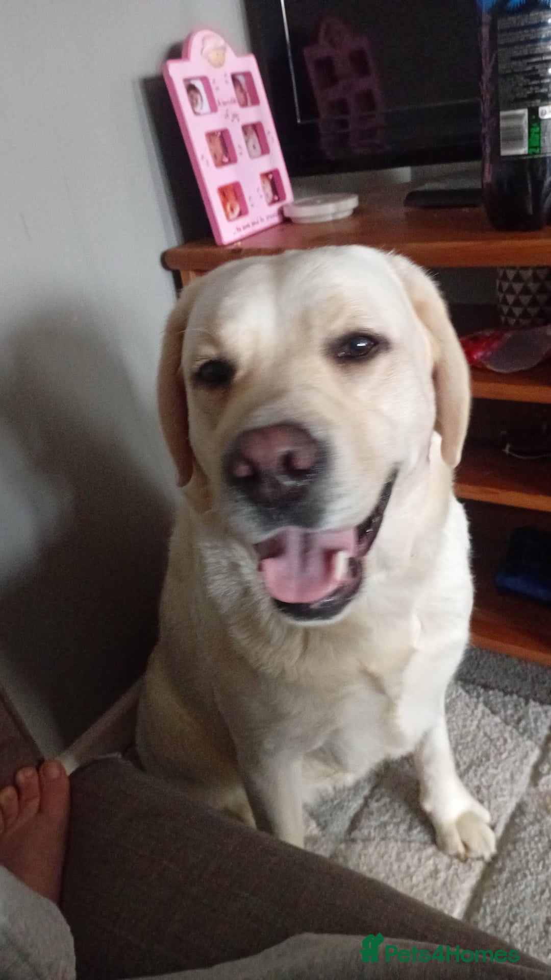 Labrador Retriever dogs for sale: Ava labrador - Image 2