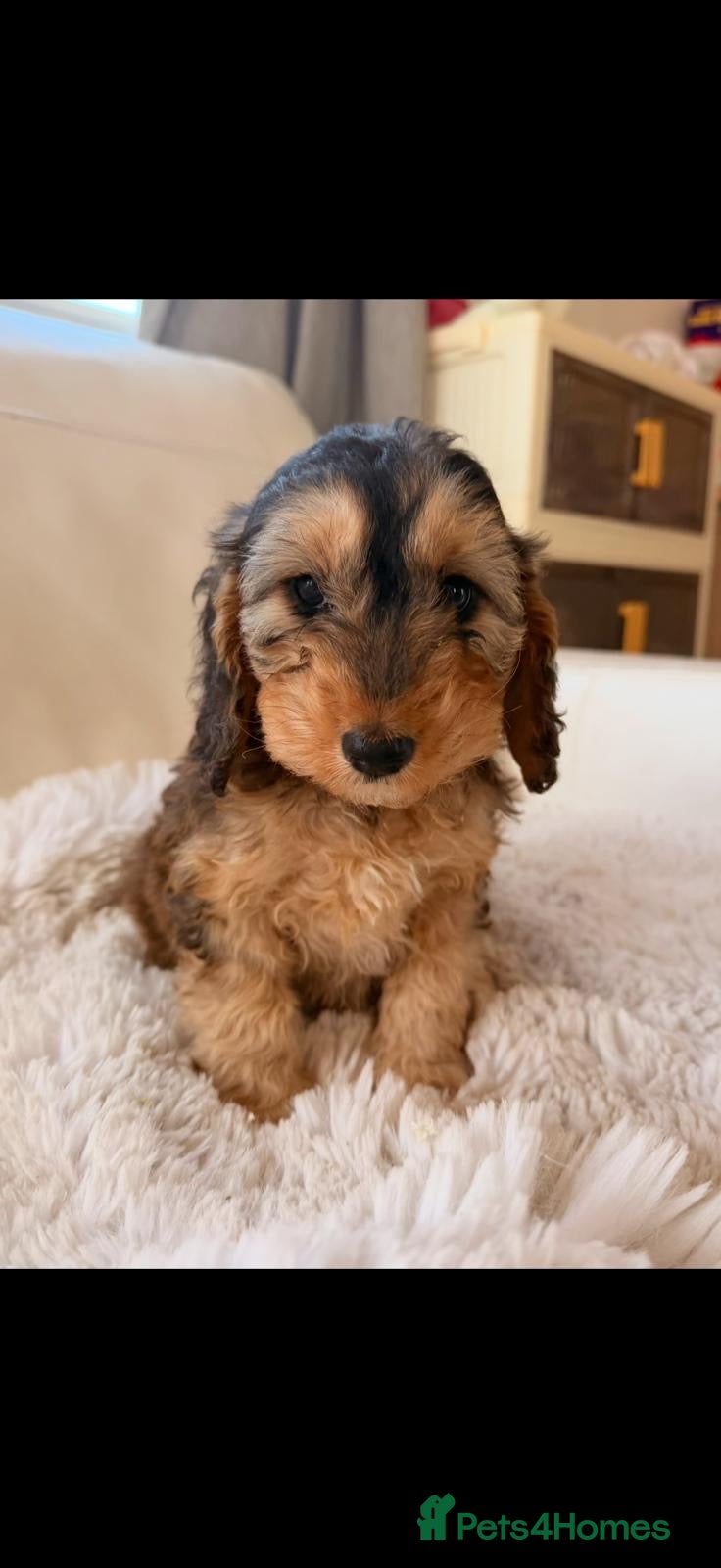 Cockapoo dogs F1 Gorgeous cockapoo puppies  - Advert 1