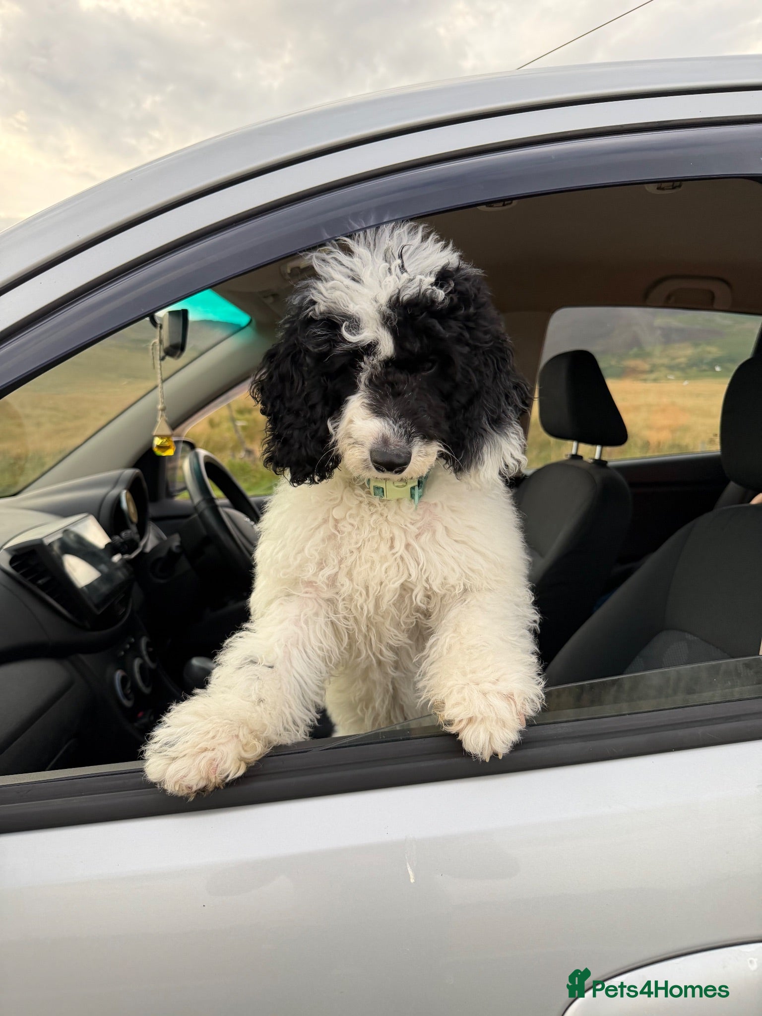 Sproodle dogs Puppy Parti Poodle - Advert 3