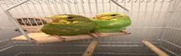 Budgerigars birds for sale: Male & Female Budgies with Cage & Accessories - Advert 1