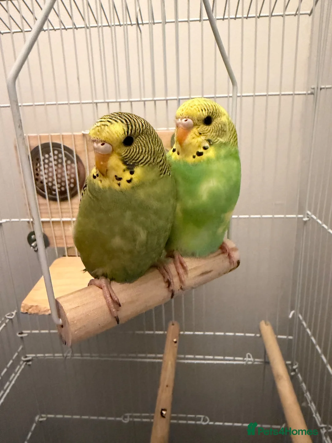 Budgerigars birds for sale: Male & Female Budgies with Cage & Accessories - Advert 1