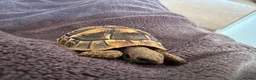 Hermann Tortoise reptiles for sale: Hermann’s Tortoise Looking for a Loving Home  - Advert 6