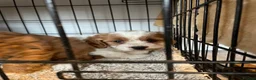 Cavapoo dogs for sale: ADORABLE CAVAPOO PUPPIES  - Advert 8