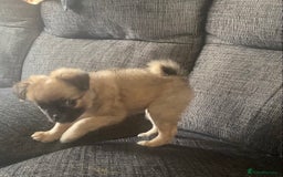 Pug dogs for sale: Fluffy pug 12 wks old  - Image 4
