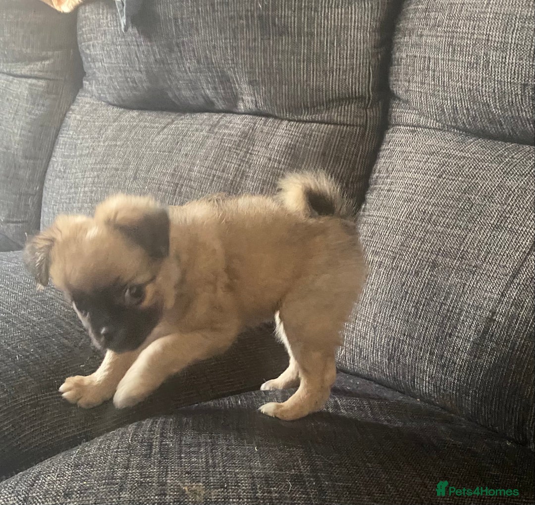 Pug dogs for sale: Fluffy pug 12 wks old  - Image 4