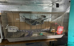 Rat rodents for sale: Rats & complete set up - Image 1