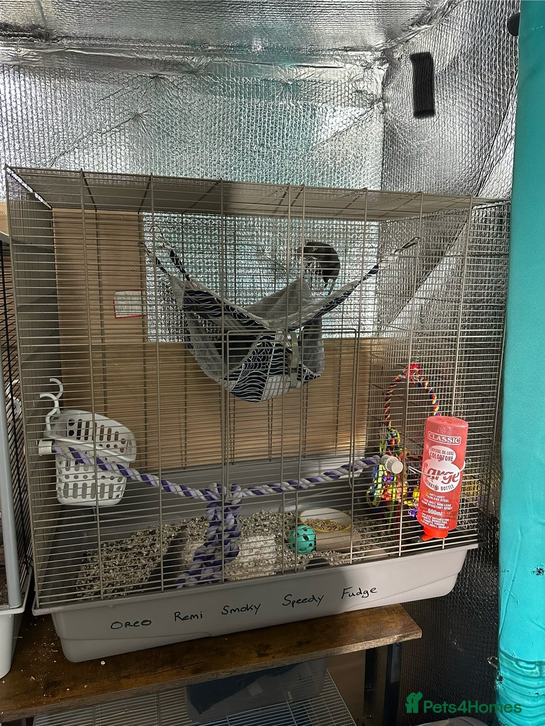 Rat rodents for sale: Rats & complete set up - Image 1