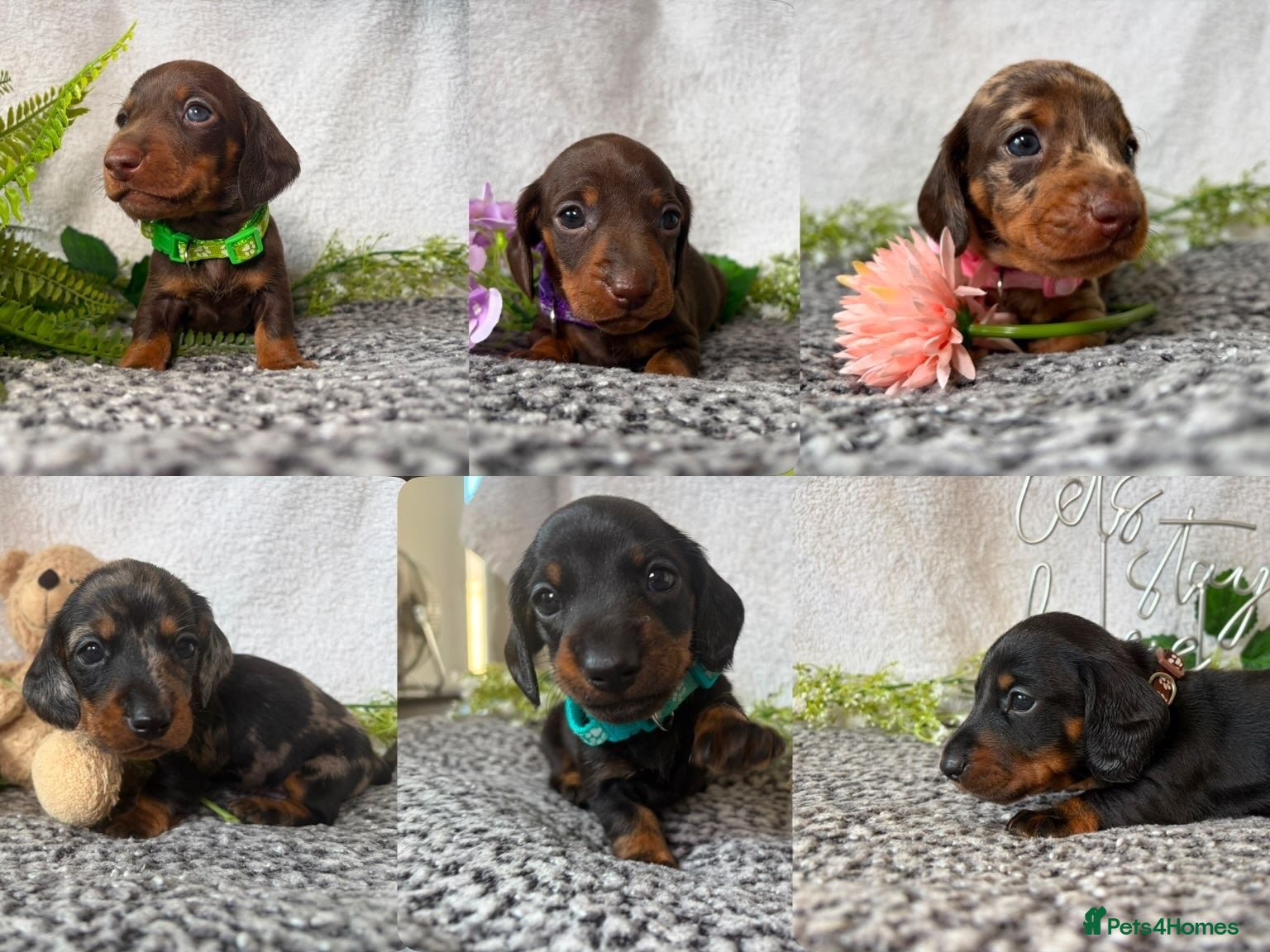 Miniature Dachshund dogs KC pedigree Mini Dachshund puppies - Advert 4