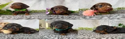 Miniature Dachshund dogs for sale: KC pedigree Mini Dachshund puppies - Advert 1