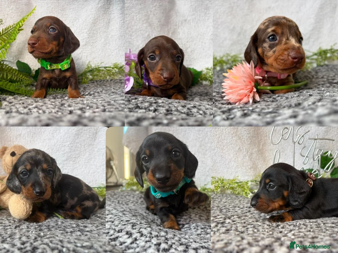 Miniature Dachshund dogs for sale: KC pedigree Mini Dachshund puppies - Advert 1
