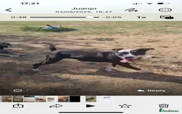 Mixed Breed dogs for adoption: ❤️ HERA the dog with a beautiful heart ❤️ - Image 7