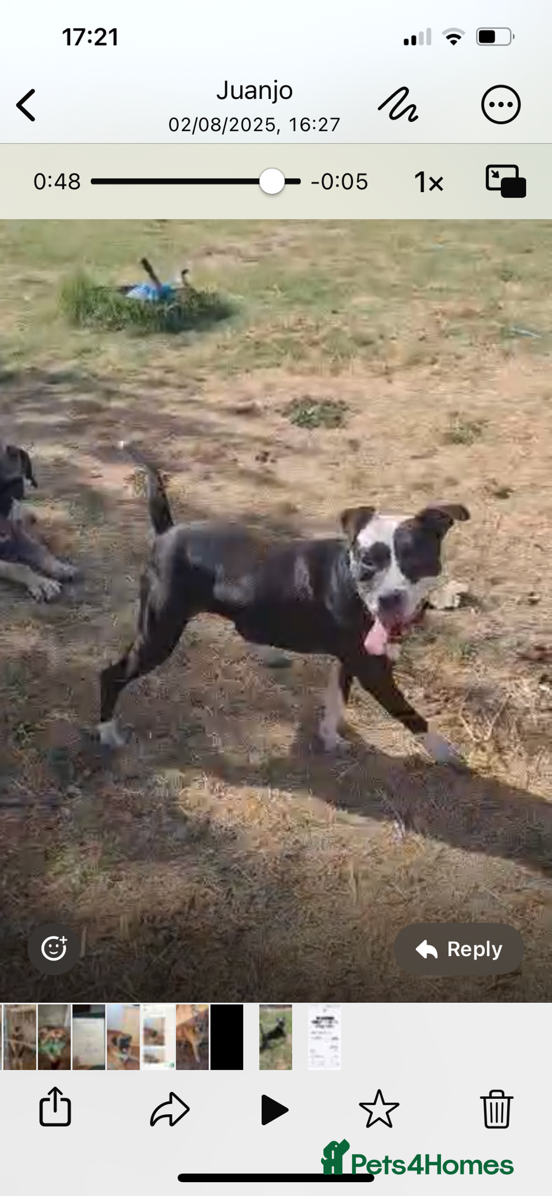 Mixed Breed dogs for adoption: ❤️ HERA the dog with a beautiful heart ❤️ - Image 7