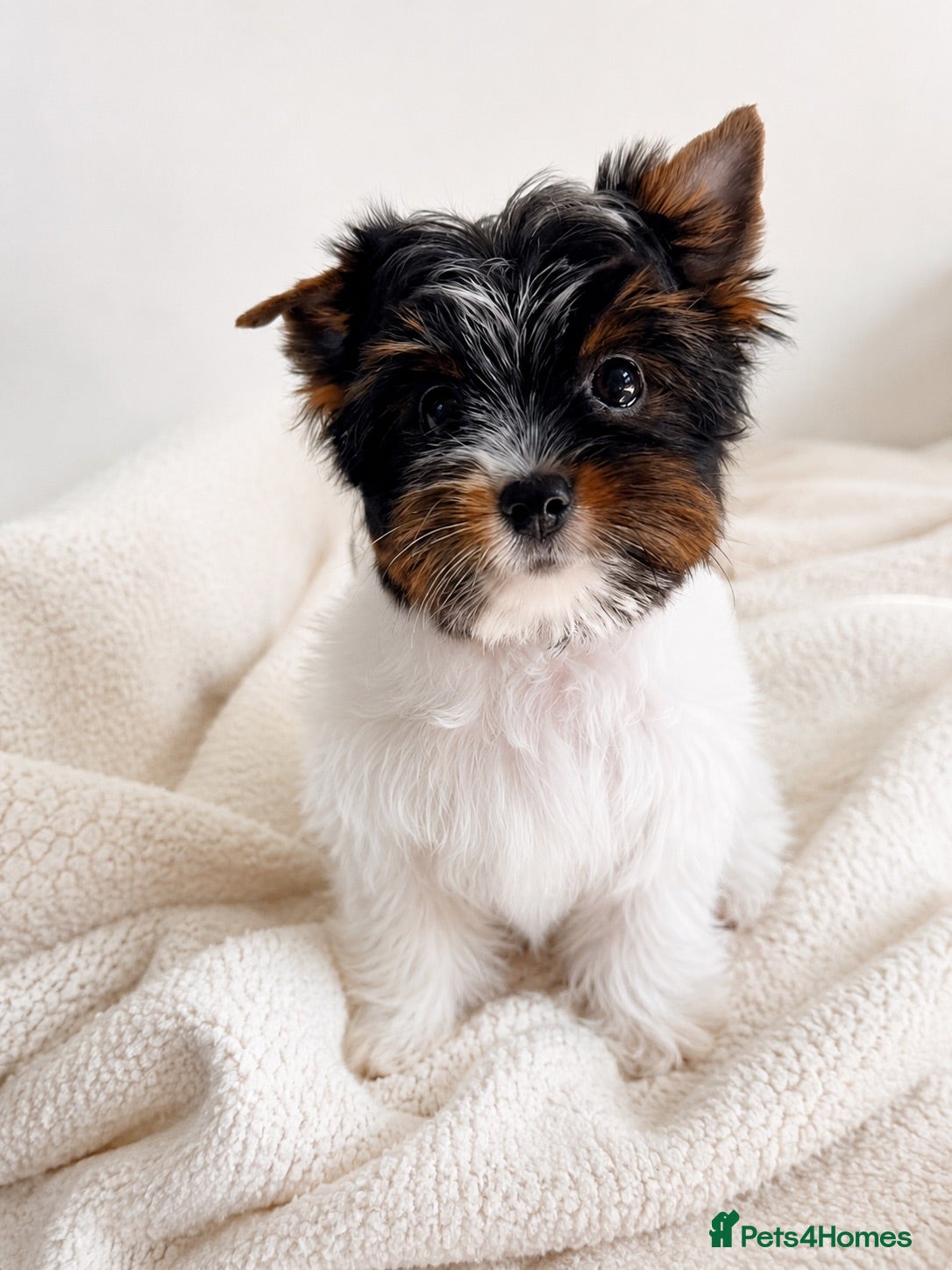Biewer Terrier dogs Last Two Beautiful Biewer Puppies- Ready Now  - Advert 8