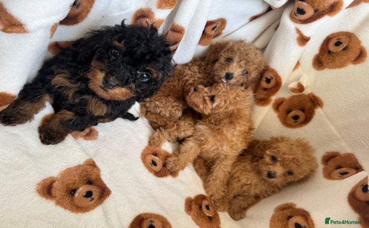 Toy Poodle dogs - Advert 5