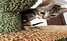 Mixed Breed cats for sale: Gorgeous Marble fur kitten - Ready now - Image 13