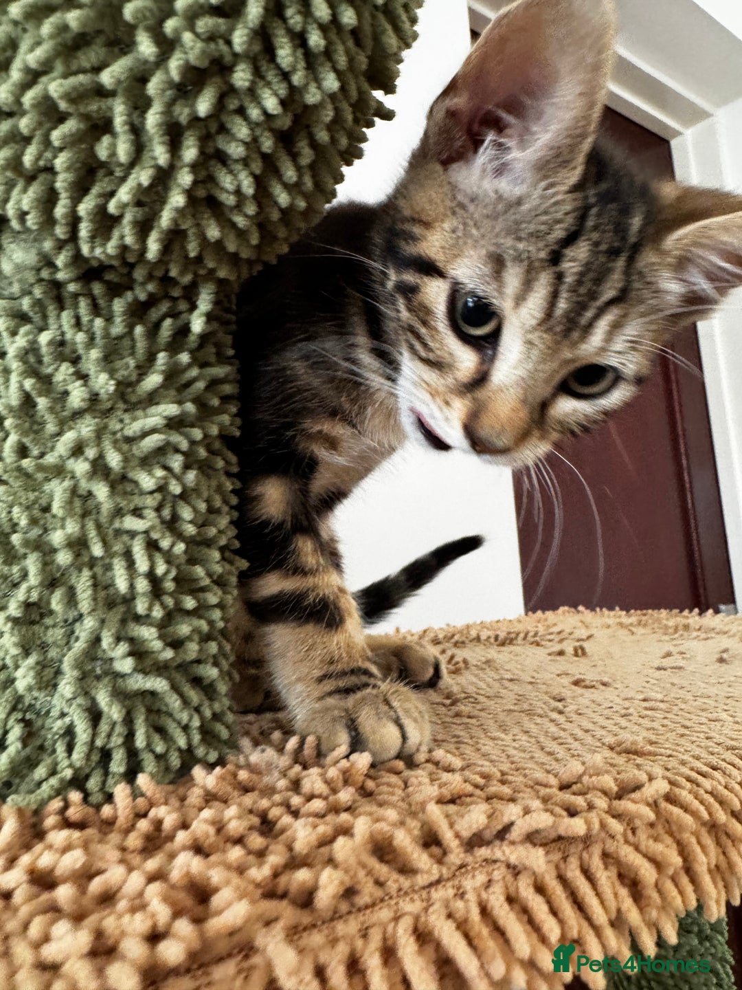 Mixed Breed cats for sale: Gorgeous Marble fur kitten - Ready now - Image 13
