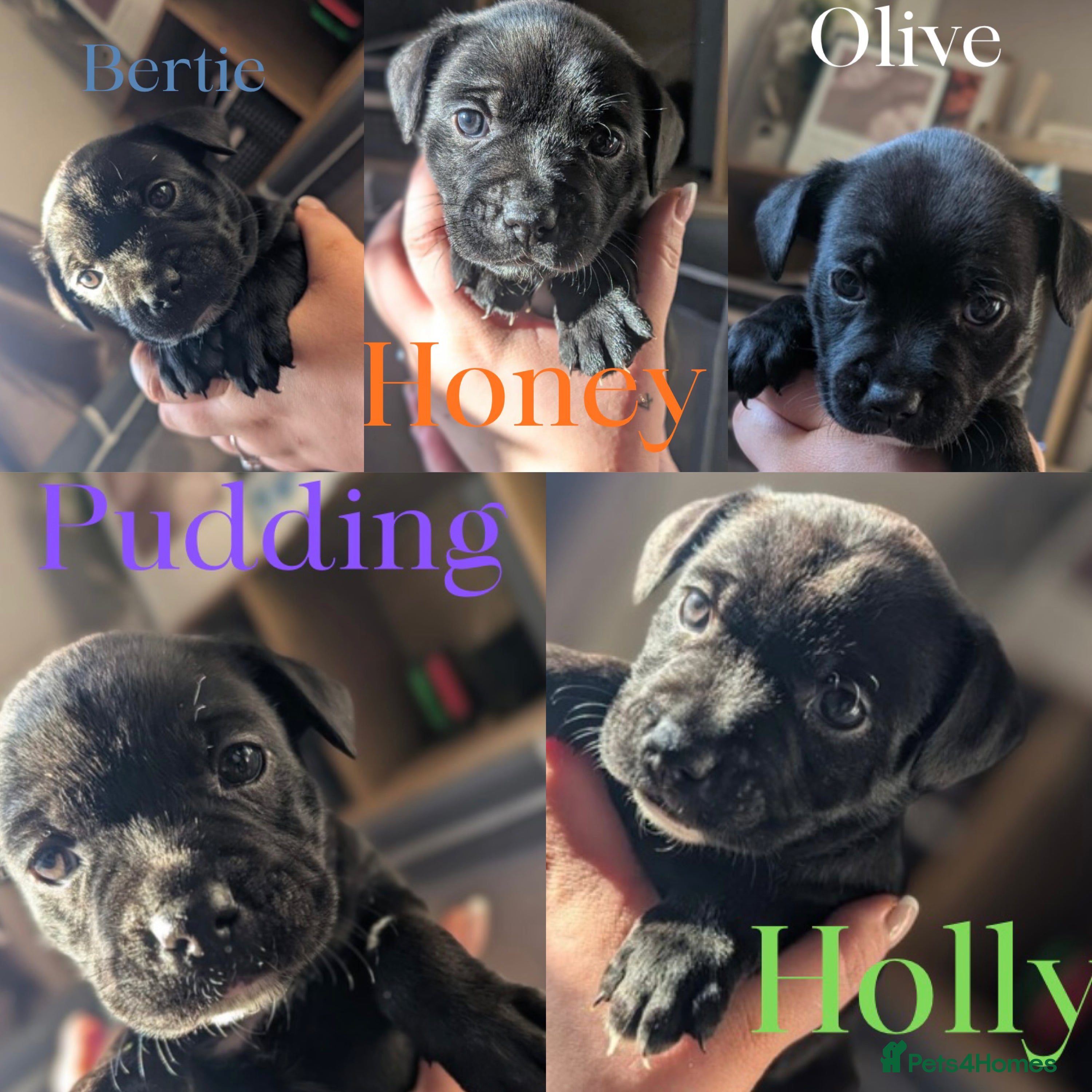 Staffordshire Bull Terrier dogs Beautiful staffy pups for sale  - Advert 6