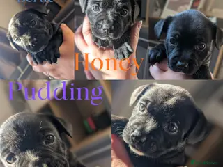 Staffordshire Bull Terrier dogs Beautiful staffy pups for sale - Advert 6