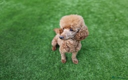 Cavapoo dogs for sale: Beautiful F1 cavapoo puppies - Image 26