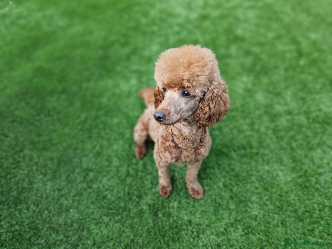 Cavapoo dogs for sale: Beautiful F1 cavapoo puppies - Image 26