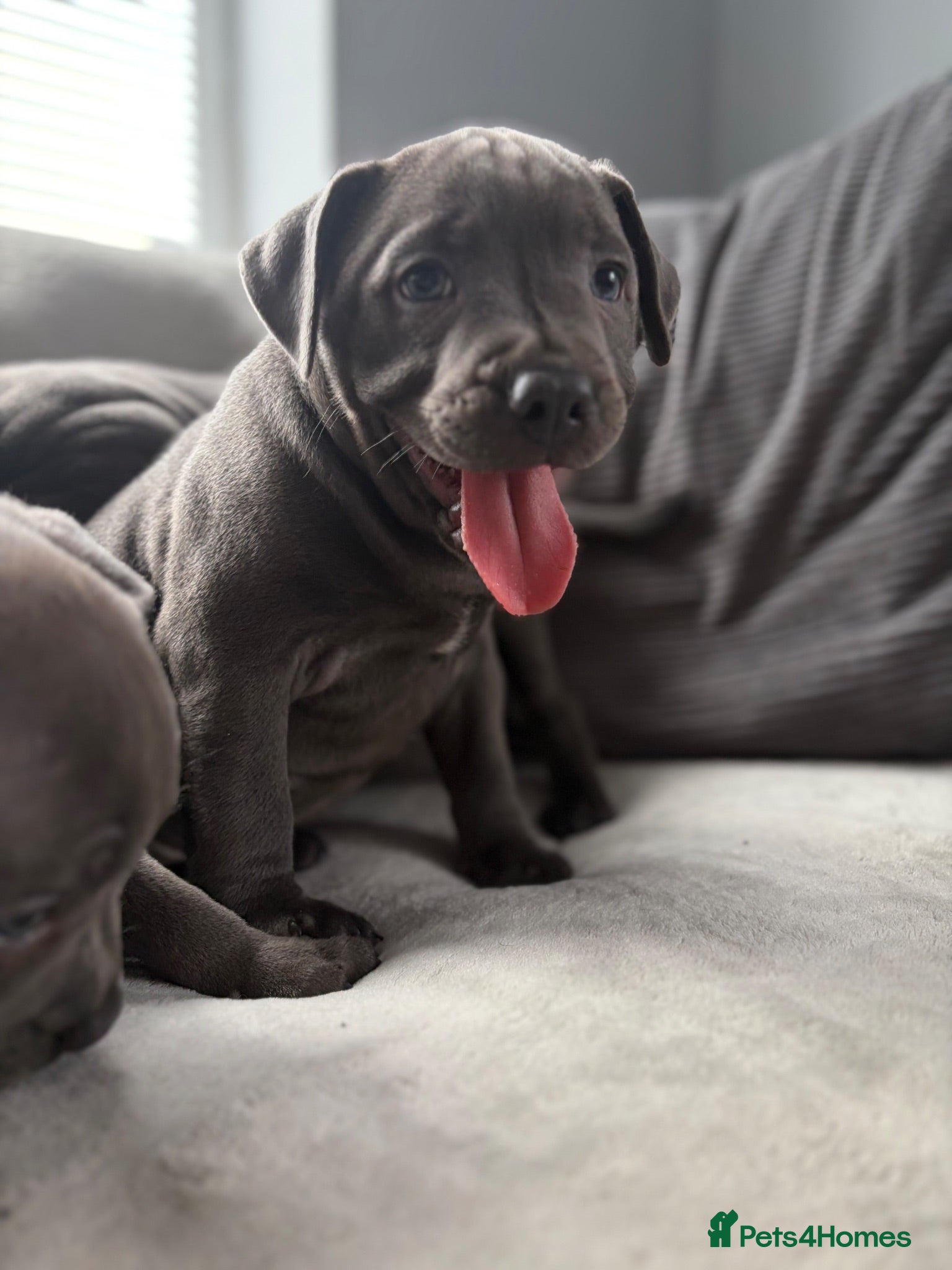 Staffordshire Bull Terrier dogs READY NOW! Chunky Staffordshire bull terrier pups - Advert 1