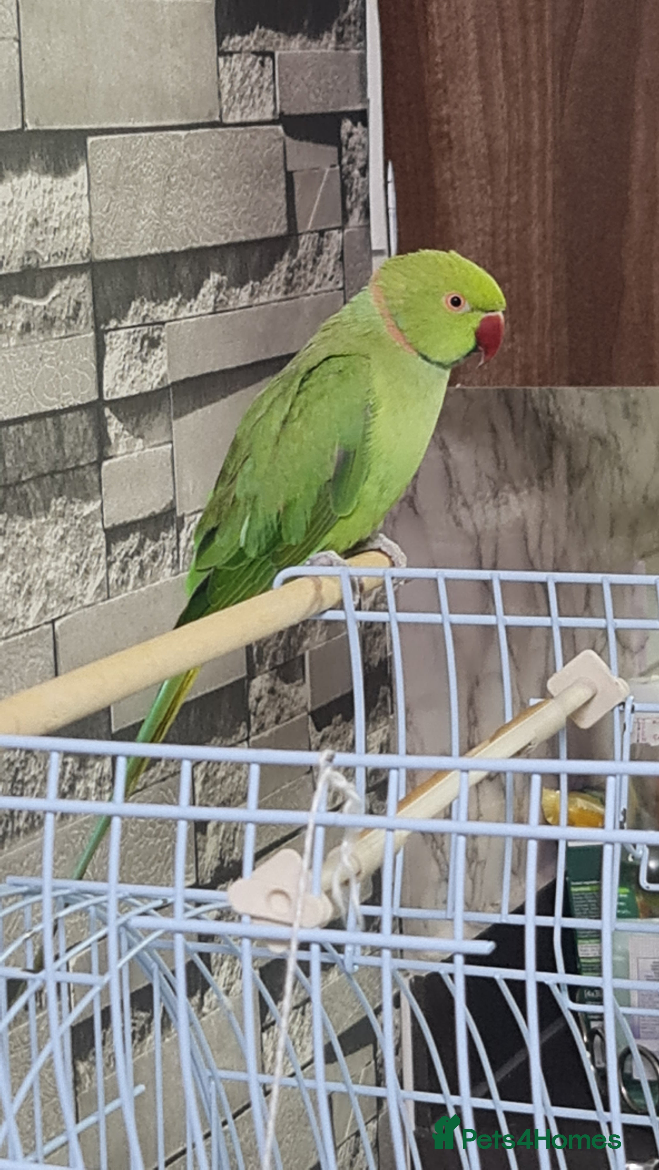 Parrots birds Parrots - Advert 2