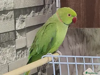 Parrots birds Parrots - Advert 2