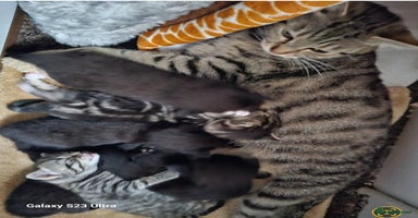 Bengal cats - Advert 13