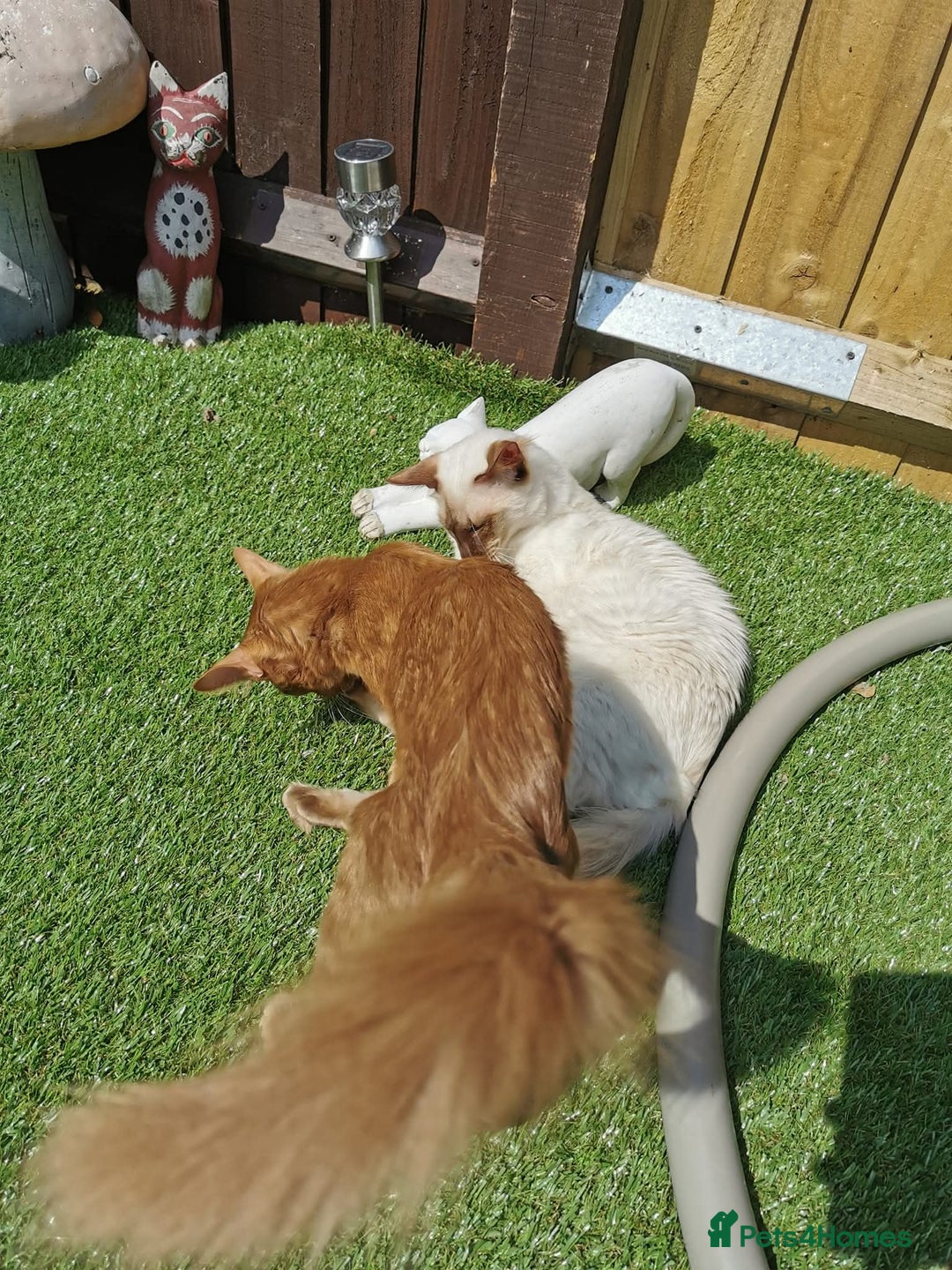 Balinese cats for sale: Stunning neutered Cinnamon boy - Advert 4