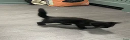 Mixed Breed cats for sale: Kittern - Advert 3